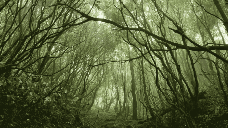 Social Rewilding: Warum Natur und mentale Gesundheit zusammengehören