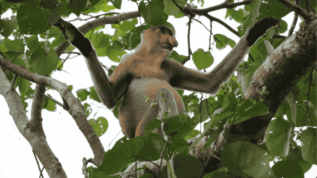 Nasenaffen im Bako Nationalpark in Borneo